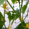 Floriculture Horticulture UV resistant supporting mesh rigid plastic netting